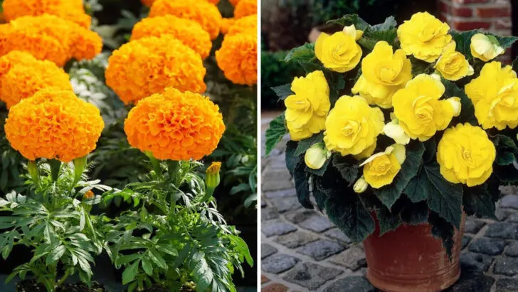 18 Container Plants That Bloom Nonstop Until Fall (No Fuss, Just Color)