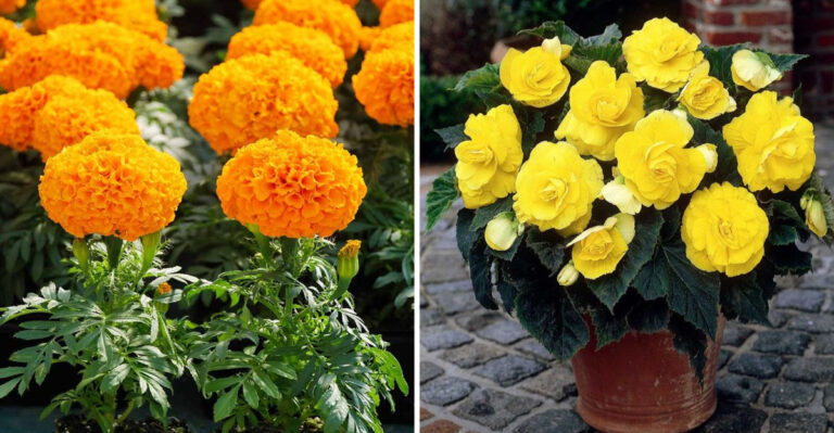 18 Container Plants That Bloom Nonstop Until Fall (No Fuss, Just Color)