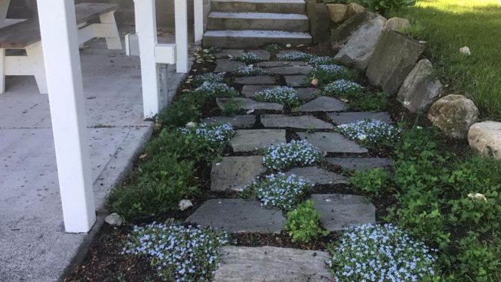 18 Creative Ground Cover Alternatives to Traditional Grass