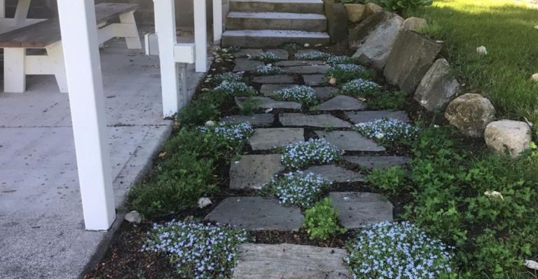 18 Creative Ground Cover Alternatives to Traditional Grass