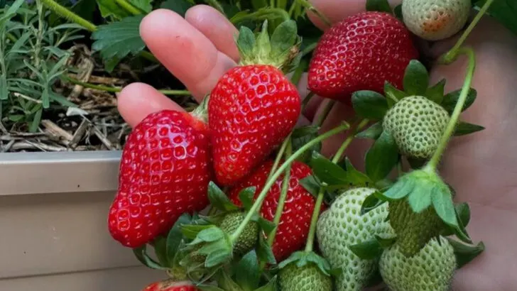 18 Delicious Crops You Can Grow in Buckets, Baskets, or Bowls
