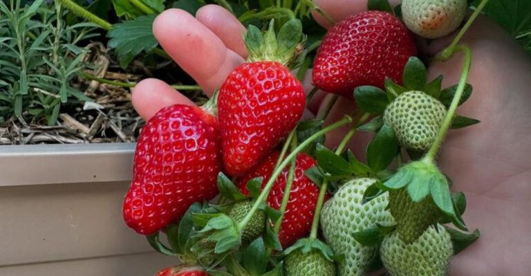 18 Delicious Crops You Can Grow in Buckets, Baskets, or Bowls