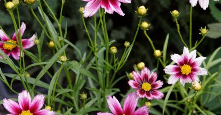 18 Drought-Tolerant Flowers That Never Need Deadheading