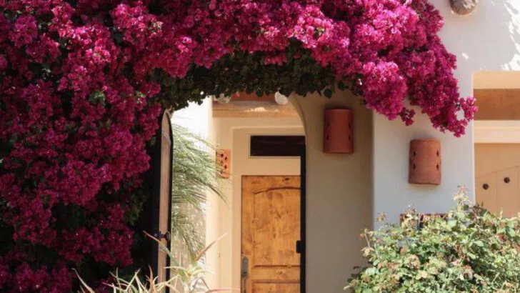 18 Drought-Tolerant Plants You’ll Want for This Hot Summer