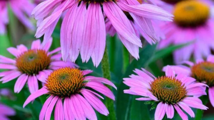 18 Easy-To-Grow Plants That Attract Friendly Wildlife to Your Backyard