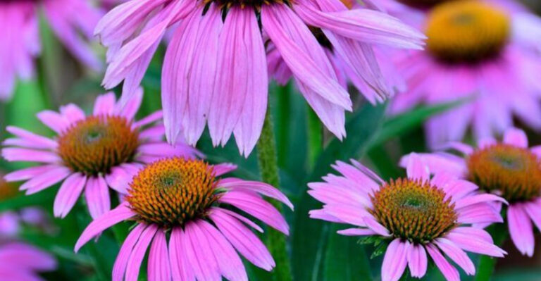 18 Easy-To-Grow Plants That Attract Friendly Wildlife to Your Backyard