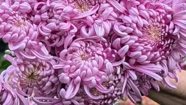 18 Edible Flowers That Also Act as Natural Pest Control