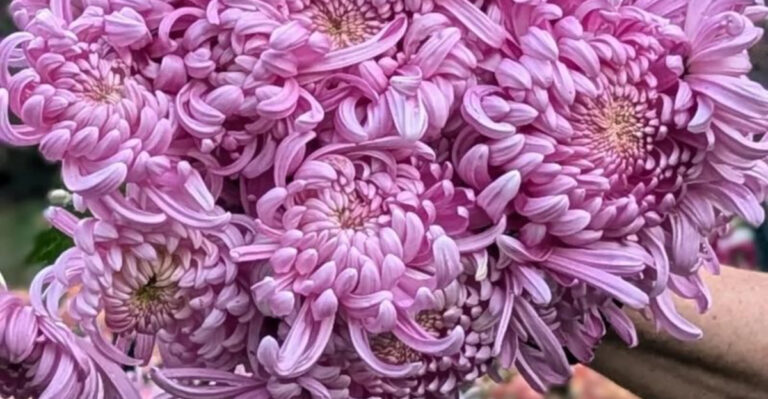 18 Edible Flowers That Also Act as Natural Pest Control