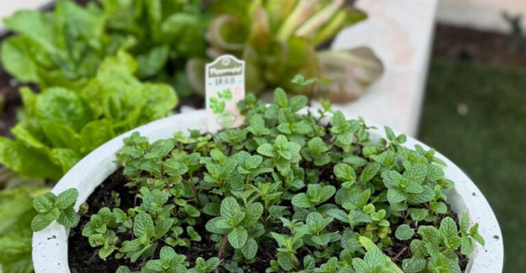 18 Edible Plants That Double as Natural Medicine (And Taste Amazing)