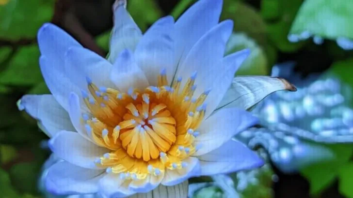 18 Flowers That Close Every Night (And Open Just for You in the Morning)