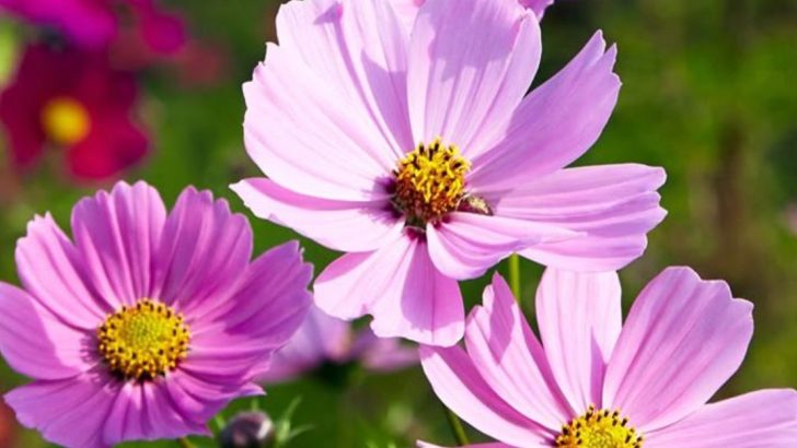 18 Flowers That Will Turn Your July Garden into a Color Explosion