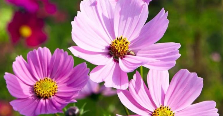 18 Flowers That Will Turn Your July Garden into a Color Explosion
