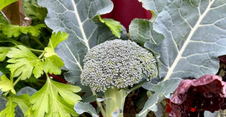 18 Fruits and Veggies You Can Plant Now for a Late Fall Harvest