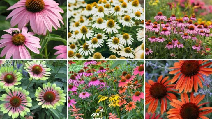 18 Gorgeous Coneflowers to Plant Right Now to Brighten Your Garden