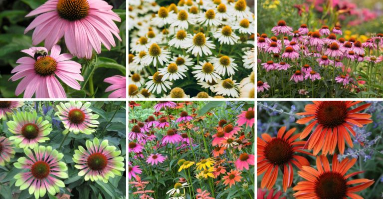 18 Gorgeous Coneflowers to Plant Right Now to Brighten Your Garden