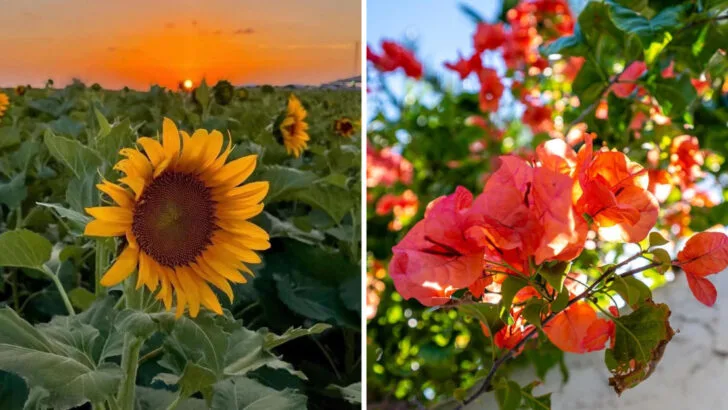 18 Heat-Tolerant Plants Perfect for Sunny Balconies