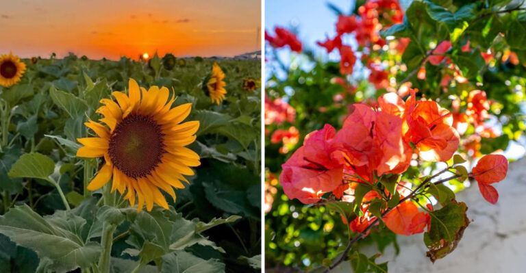 18 Heat-Tolerant Plants Perfect for Sunny Balconies