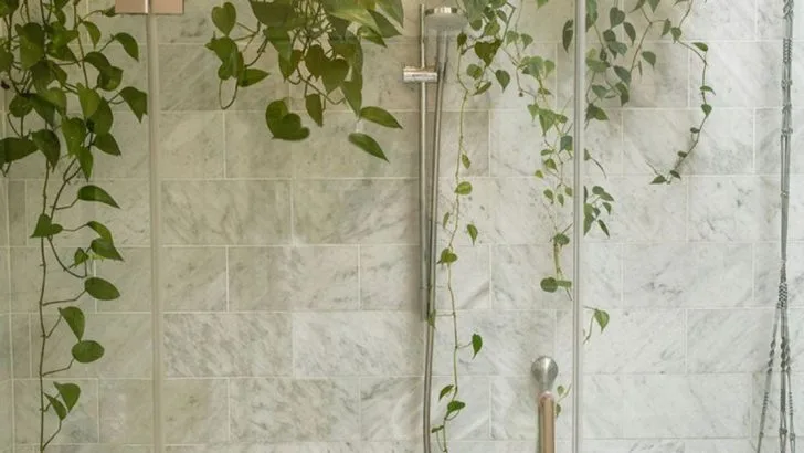 18 Houseplants That Actually Prefer to Live in the Bathroom
