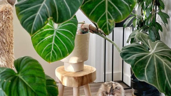 18 Houseplants That’ll Make Any Room Look Like a Designer Did It