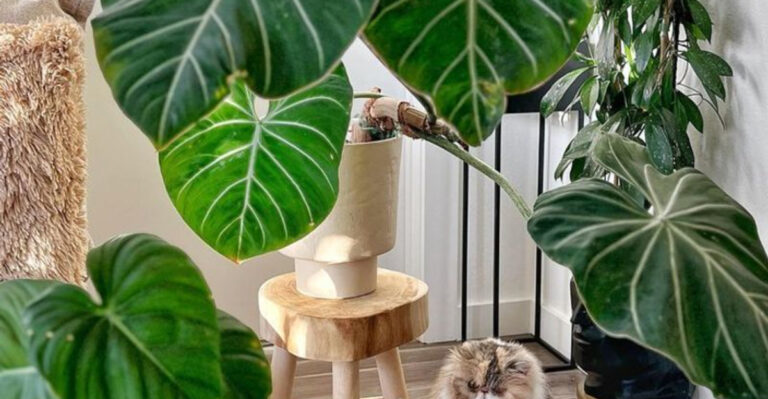18 Houseplants That’ll Make Any Room Look Like a Designer Did It