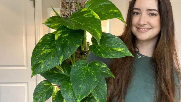 18 Low-Light Plants That Actually Prefer Dark Corners (Seriously)
