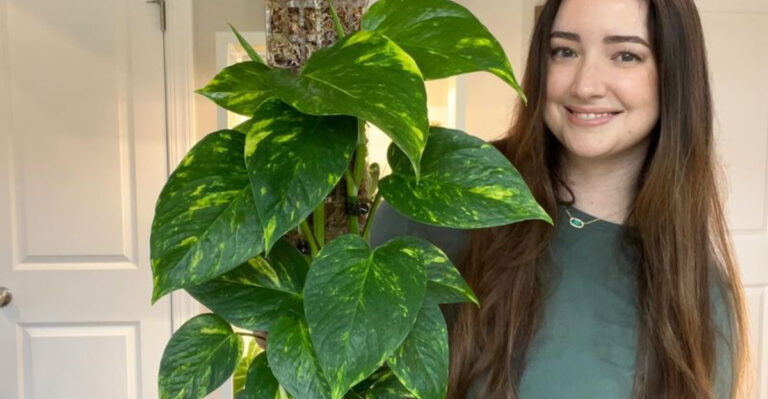 18 Low-Light Plants That Actually Prefer Dark Corners (Seriously)