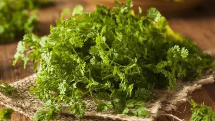 18 Low-Maintenance Herbs Perfect for Your June Kitchen Garden