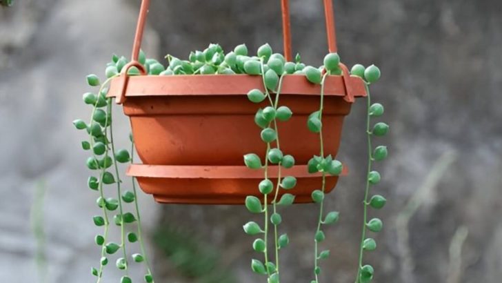 18 Low-Water Succulents Perfect for Busy Homes