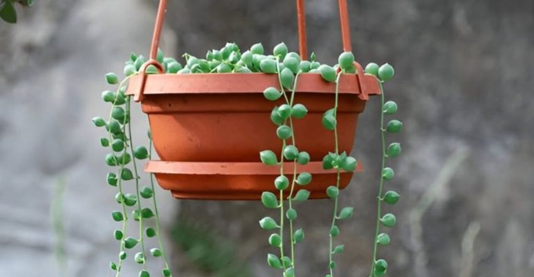 18 Low-Water Succulents Perfect for Busy Homes