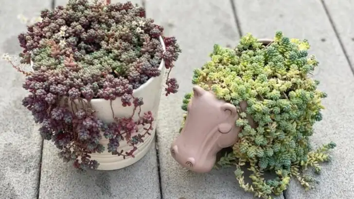 18 Outdoor Plants That Thrive on Neglect (And Look Better Because of It)