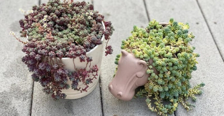 18 Outdoor Plants That Thrive on Neglect (And Look Better Because of It)