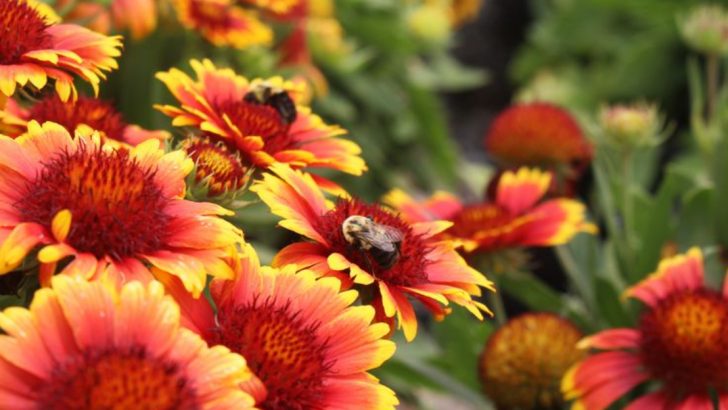 18 Perennials That Bloom Longer Than You’d Expect