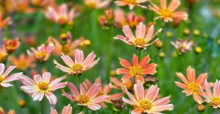 18 Perennials That Bloom Longer the Less You Touch Them