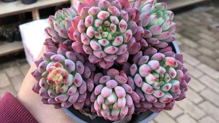 18 Pet-Friendly Succulents That Double as Chic Decor