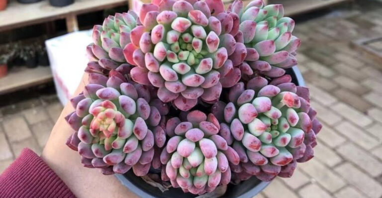 18 Pet-Friendly Succulents That Double as Chic Decor
