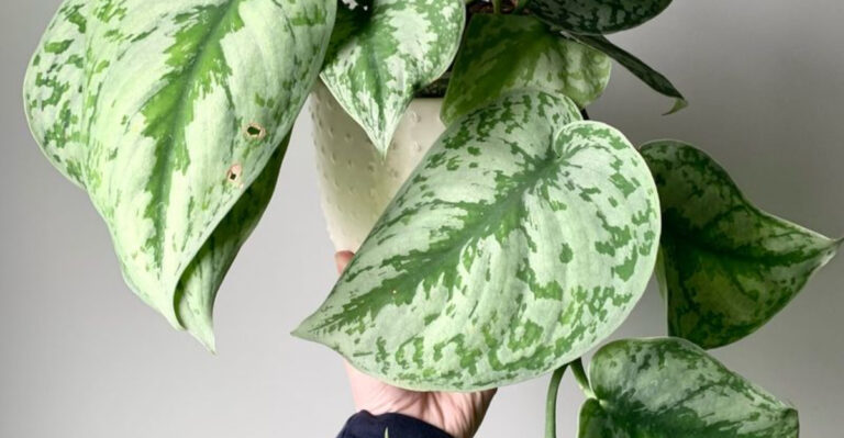 18 Plants for Lazy Gardeners—They’ll Grow Wherever You Throw Them