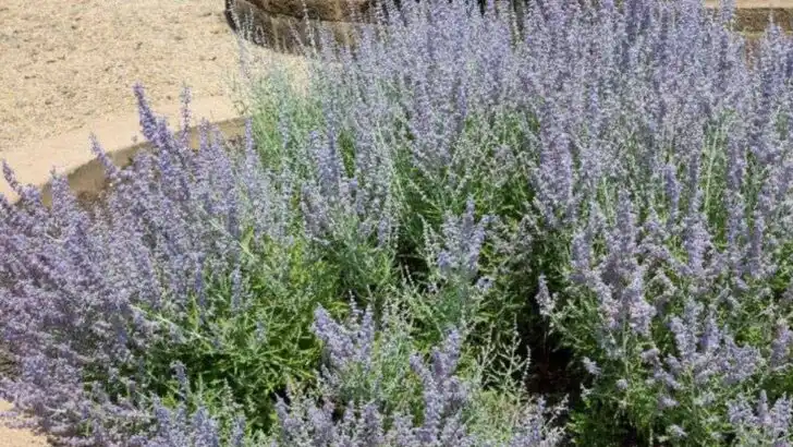 18 Plants That Don’t Care About Soil—And Actually Thrive in Weird Spots