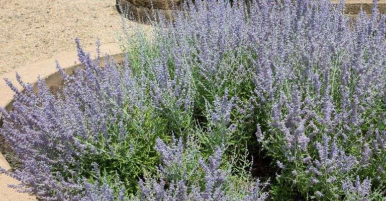 18 Plants That Don’t Care About Soil—And Actually Thrive in Weird Spots