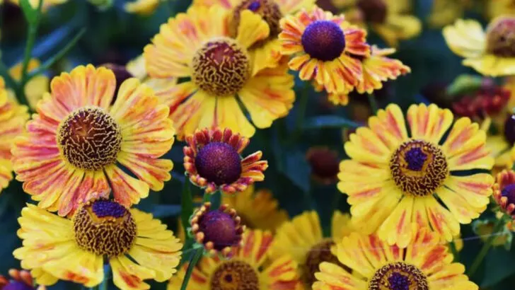 18 Plants That Keep Blooming Long After Summer Ends