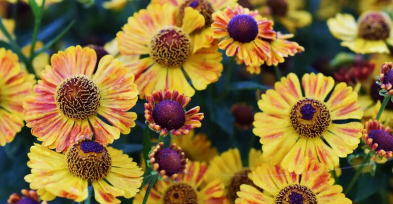18 Plants That Keep Blooming Long After Summer Ends