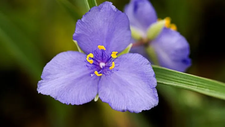 18 Plants That Look Exotic—But Are Native to Your Region