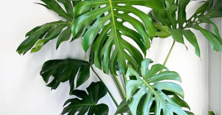 18 Plants That Make Every Corner Feel Cooler Instantly
