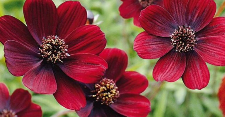 18 Plants That Smell Better at Night (And Why You’ll Love Them)
