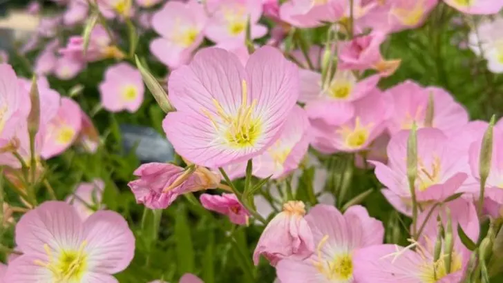 18 Plants That Smell Stronger After Sunset (And Why That Matters)