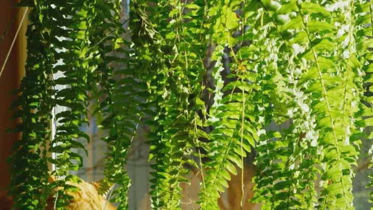 18 Plants That Thrive on Neglect and Still Look Stunning All Season