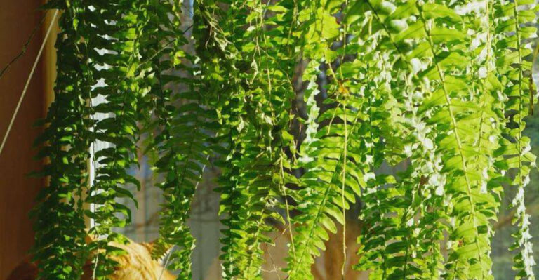 18 Plants That Thrive on Neglect and Still Look Stunning All Season