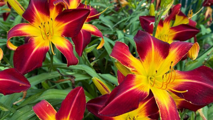 18 Plants That Will Keep Your Garden Thriving While You’re on Vacation
