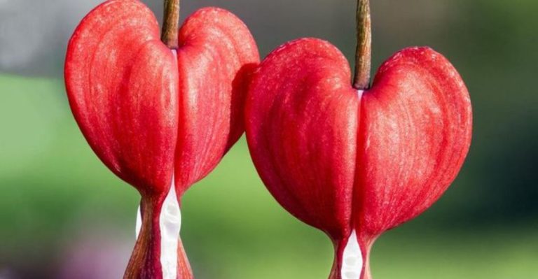 18 Plants with Names You’ll Never Forget