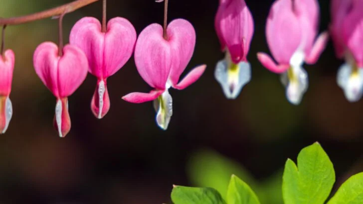 18 Shade-Loving Plants That Keep Your Garden Cool and Colorful