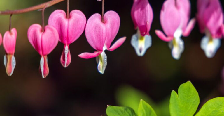 18 Shade-Loving Plants That Keep Your Garden Cool and Colorful